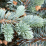 Picea pungens.png